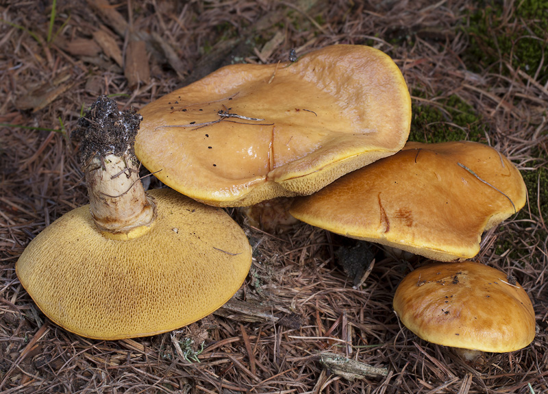 Suillus grevillei